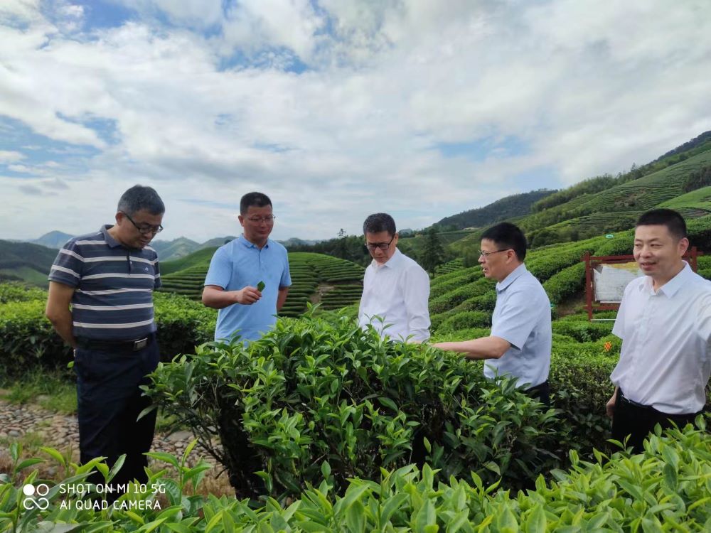 集团领导调研这些茶企  茶产业发展再发力